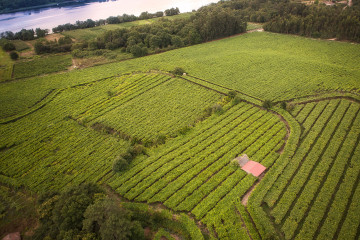 Archivo - DOG enoturismo.