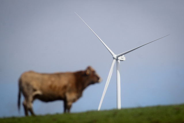 Una vaca en un parque eólico de Galicia.