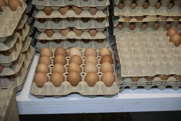 Archivo - Los centros de embalaje podrán encargarse del código de estos huevos, además de las propias granjas.
