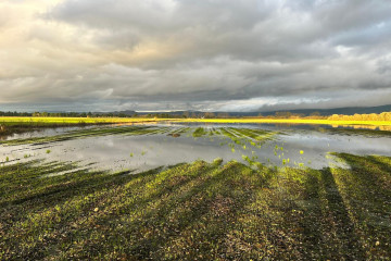 Archivo - Imagen de un campo de cultivo en el área de la Laguna Antela, en la comarca de A Limia (Ourense), tras las fuertes tormentas registradas en la zona a finales de junio que afectaron a las co