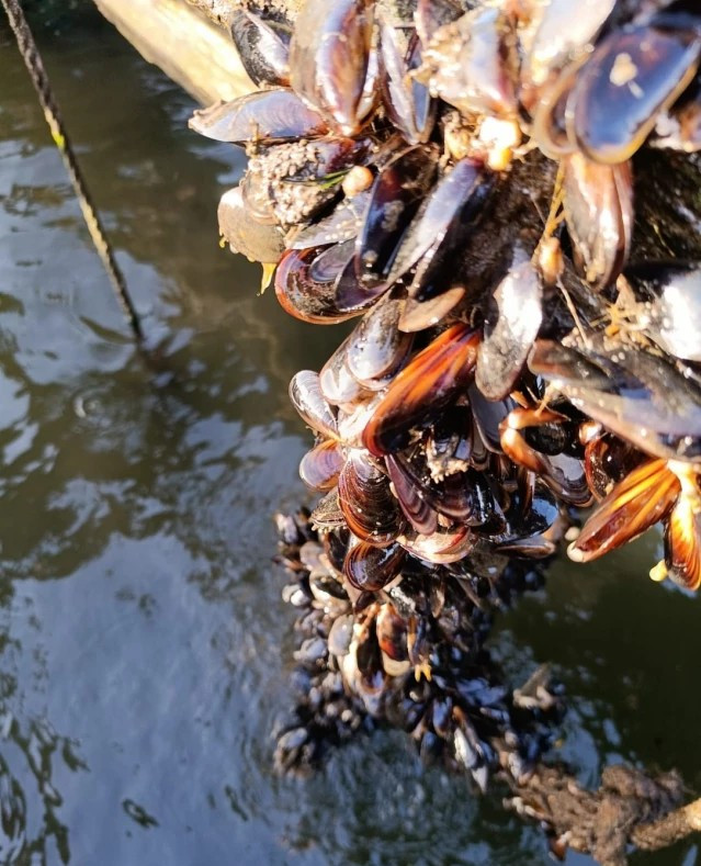 Alertan de mortandad en el mejillón de la Ría de Arousa debido al agua dulce que han dejado las diferentes borrascas