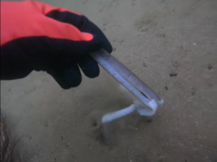 Las borrascas dejan en la UCI al marisqueo: enero y febrero han 