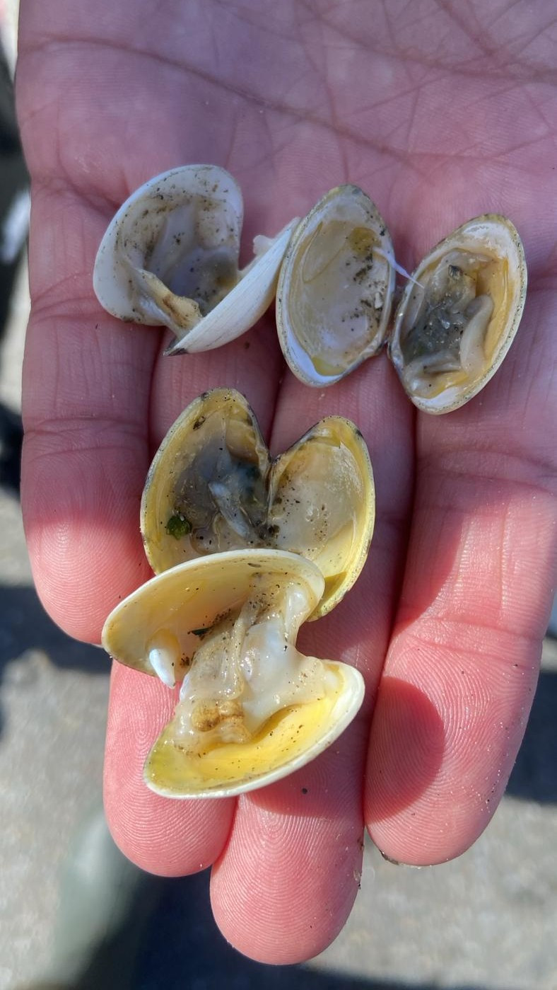 Almeja muerta en Avilleira