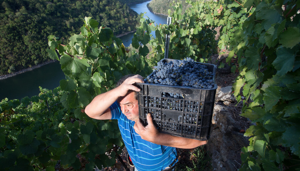 Archivo - Un vendimiador transporta en una caja parte de la cosecha recogida en el viñedo de la Bodega Algueira de la D.O. Ribeira Sacra de Lugo durante la temporada 2020, en Doade, Lugo, Galicia (Es