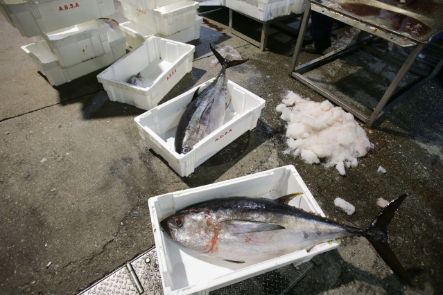 Archivo - Los marineros del barco y los trabajadores de la lonja descargan las piezas del túnido durante una descarga de bonito en el Puerto de Burela, a 15 de junio de 2023, en Burela, Lugo, Galicia (España). El volantero Regino Jesús, con base en Puerto