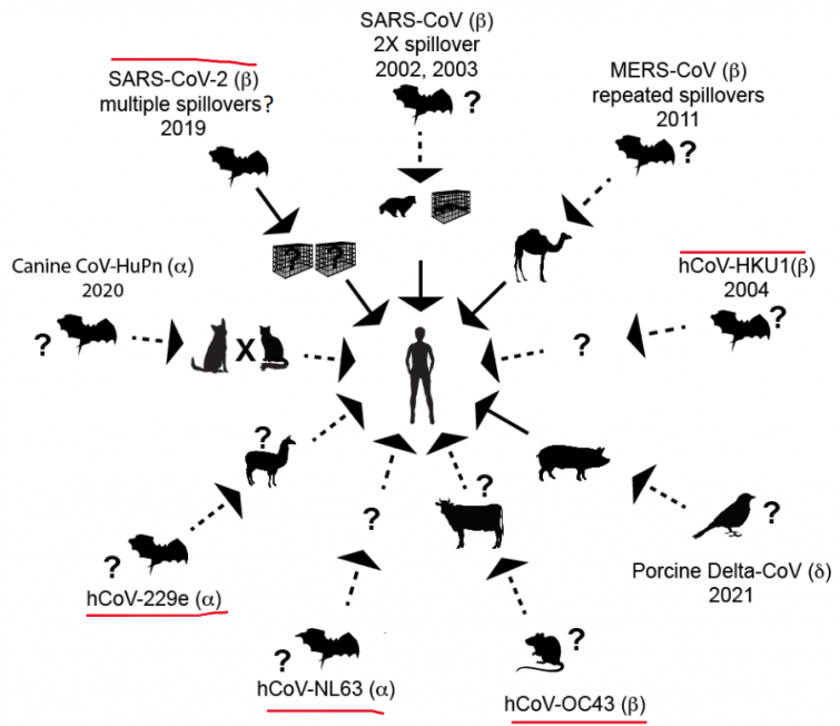 Seis años tras el paciente 0, la ciencia avanza pero no desvela el origen del coronavirus