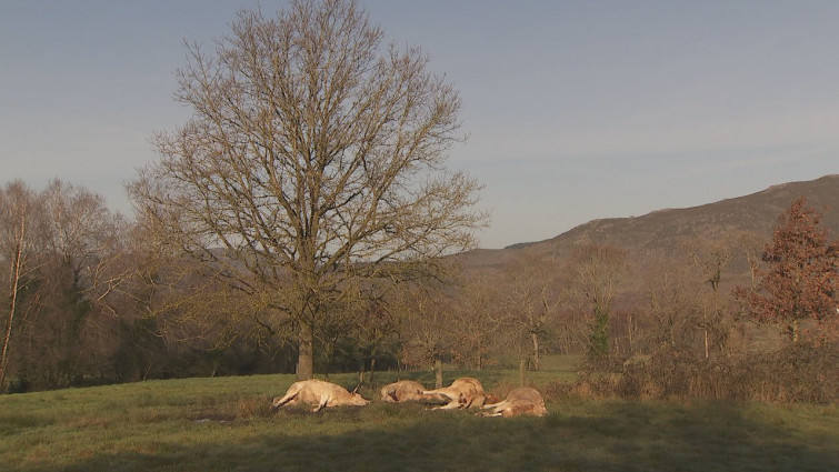 Un rayo mata a cuatro vacas preñadas durante una tormenta en Baltar