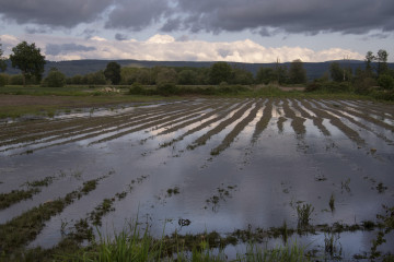 Archivo - Parcela inundada, antigua laguna de Antela, en Piñeira Seca, a 16 de mayo de 2025, en Xinzo de Limia, Ourense, Galicia (España). Cientos de productores de la comarca ourensana de A Limia t