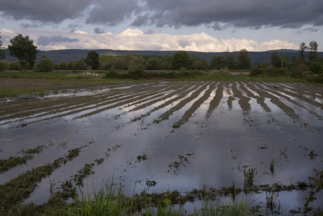 Archivo - Parcela inundada, antigua laguna de Antela, en Piñeira Seca, a 16 de mayo de 2025, en Xinzo de Limia, Ourense, Galicia (España). Cientos de productores de la comarca ourensana de A Limia temen por la cosecha de la patata al no poder iniciar la s