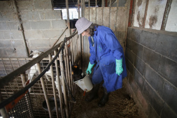 Archivo - Una mujer alimenta a un ternero en la ganadería Bértolos e Serranos, a 19 de febrero de 2023, en Macedo, Friol, Lugo, Galicia (España). La ganadería Bértolos e Serranos produce leche pa