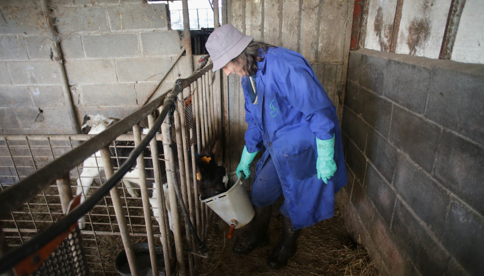 Archivo - Una mujer alimenta a un ternero en la ganadería Bértolos e Serranos, a 19 de febrero de 2023, en Macedo, Friol, Lugo, Galicia (España). La ganadería Bértolos e Serranos produce leche pa