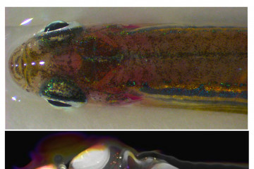 Investigación sobre el sueño del pez cebra