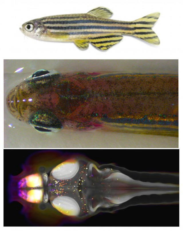 Investigación sobre el sueño del pez cebra