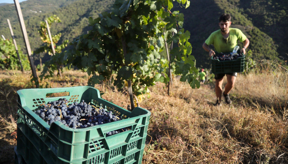 Archivo - Un hombre durante la vendimia en Trasmonte de Salvadur, a 15 de septiembre de 2025, en Lugo, Galicia (España). El viñedo, ubicada en los cañones del río Sil, es uno de los muchos que se 