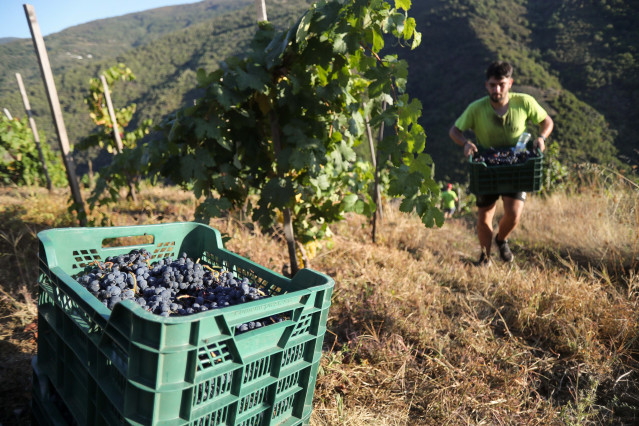 Archivo - Un hombre durante la vendimia en Trasmonte de Salvadur, a 15 de septiembre de 2025, en Lugo, Galicia (España). El viñedo, ubicada en los cañones del río Sil, es uno de los muchos que se han visto afectados por los incendios que han asolado Galic