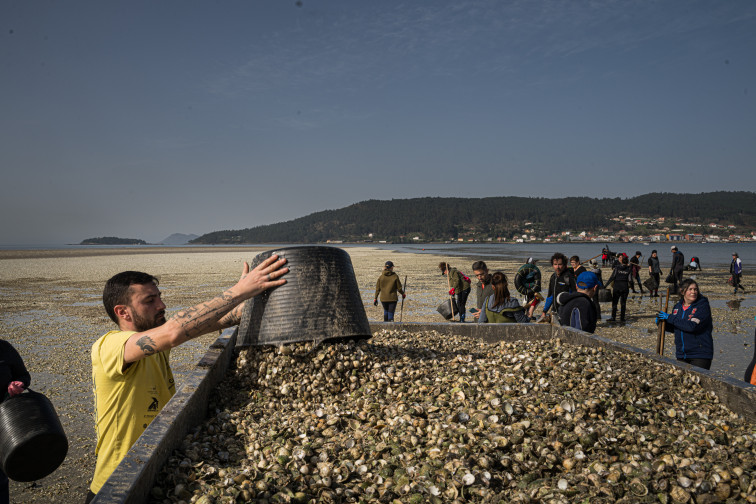 El marisqueo gallego, en jaque tras las lluvias del invierno: las rías se vacían de bivalvos