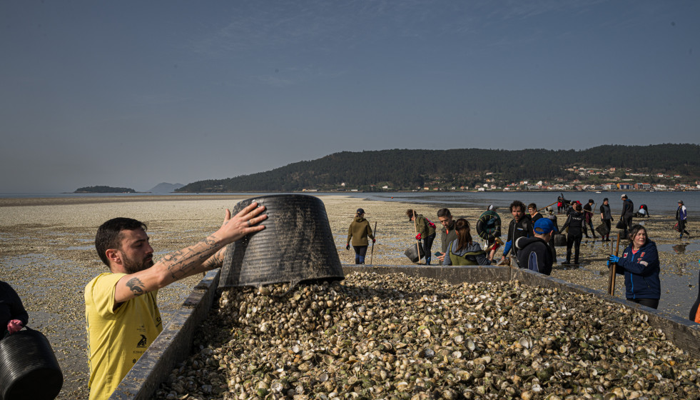 Marisacadores recogen el marisco muerto en la playa del Testal, a 4 de marzo de 2026, en Noia, La Coruña, Galicia (España).