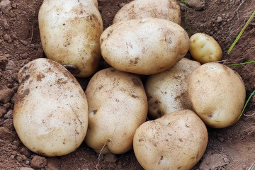 Archivo - Previsiones de la campaña de patata