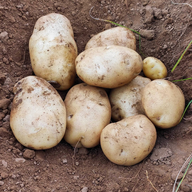 Archivo - Previsiones de la campaña de patata