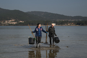 Mariscadoras recogen el marisco muerto en la playa del Testal en Noia (A Coruña)