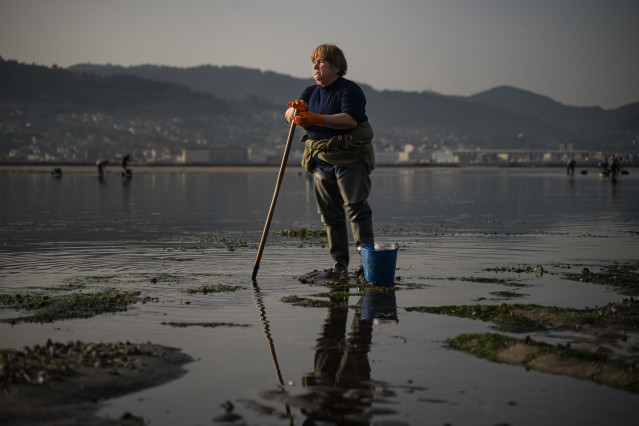Una mariscadora trabaja en la Playa de Lourido, a 3 de marzo de 2026, en Pontevedra, Galicia (España). Los temporales que han dejado intensas lluvias en los meses de enero y febrero en Galicia han provocado que la salinidad de las rías disminuya afectando