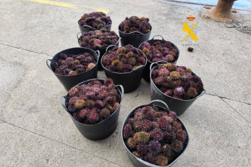 Erizo de mar incautado.