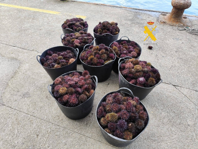 Erizo de mar incautado.