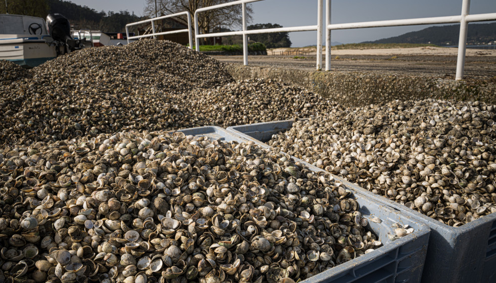 Contenedores con el marisco muerto en la playa del Testal, a 4 de marzo de 2026, en Noia, La Coruña, Galicia (España).