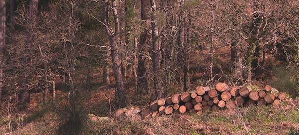 Fallece un septuagenario en Valdoviño al caerle encima el árbol que estaba talando