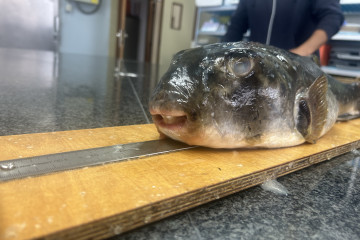 El Instituto Español de Oceanorafía (IEO)elabora un estudio en colaboración con el Grupo para o Estudo do Medio Mariño (GEMM), el Aquarium Finisterrae y la Universidade de Vigo y documenta dos nue