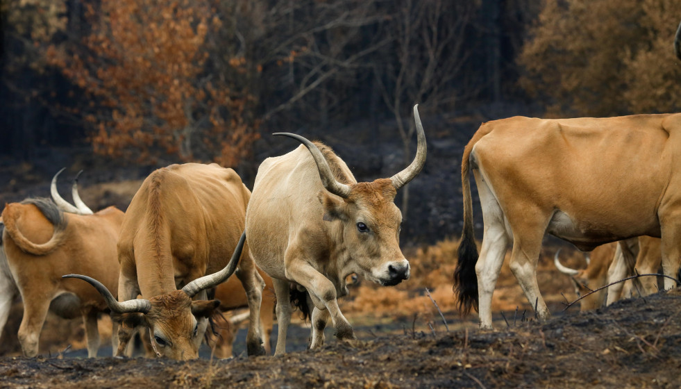 Archivo - Varias vacas en terrenos calcinados de la ganadería de alta montaña de Mario Nogueira, a 29 de agosto de 2025, en Quiroga, Lugo, Galicia (España). Todos los incendios declarados en Galici