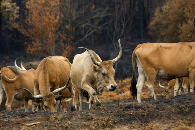Archivo - Varias vacas en terrenos calcinados de la ganadería de alta montaña de Mario Nogueira, a 29 de agosto de 2025, en Quiroga, Lugo, Galicia (España). Todos los incendios declarados en Galicia permanecen bajo control. En las últimas horas se han dad
