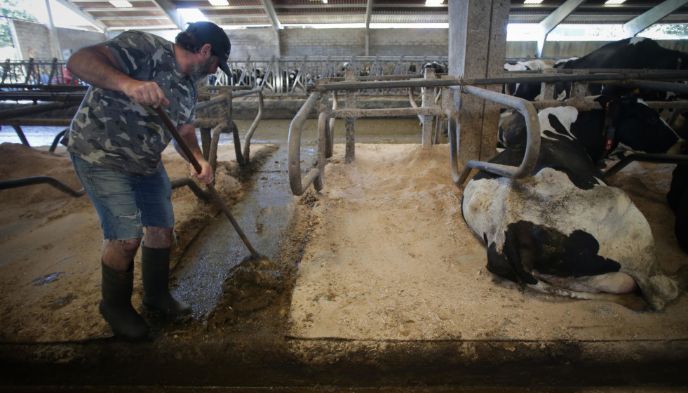 Archivo - Un ganadero junto a vacas de una ganadería de lácteo en Sabadelle, a 7 de agosto de 2023, en Chantada, Lugo, Galicia (España). Ganaderos gallegos han denunciado en los últimos días 