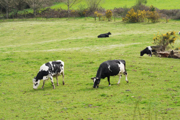 Archivo - Varias vacas lecheras pastorean en la granja Casa Grande de Xanceda, a 26 de marzo de 2022, en Xanceda, A Coruña, Galicia, (España). Esta granja ecológica de yogures ha decidido poner en 
