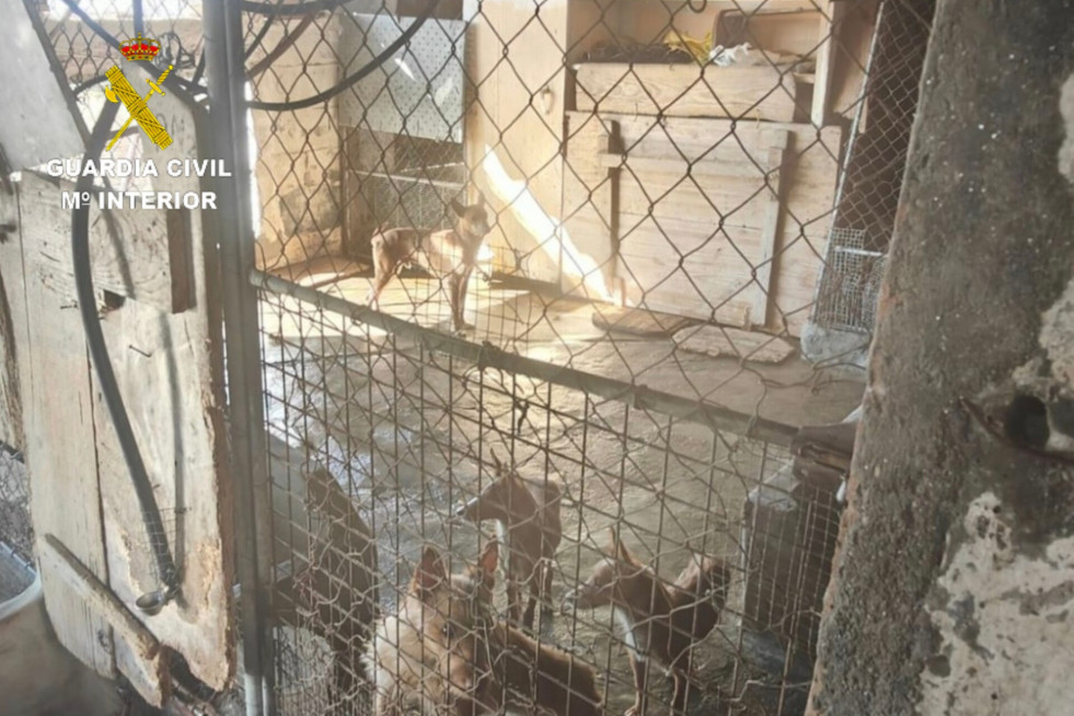 Perros localizados en Moaña.