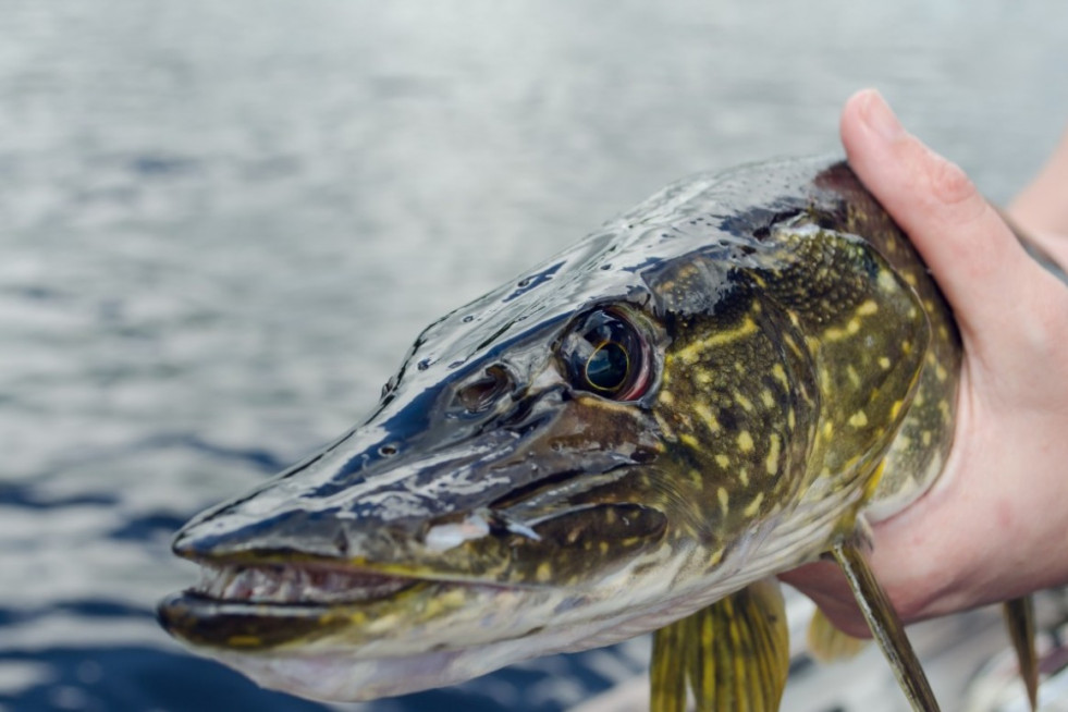 Un lucio capturado en una imagen de Pxhere