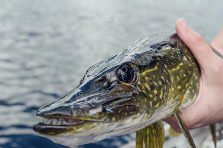 Pánico entre los pescadores fluviales al capturarse el primer lucio en Galicia