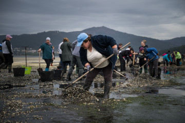 Mariscadores recogen las conchas y el marisco muerto, en la playa de Testal, a 18 de marzo de 2026, en Noia, A Coruña, Galicia (España). Decenas de mariscadores de Noia recorren a pie la playa de Te