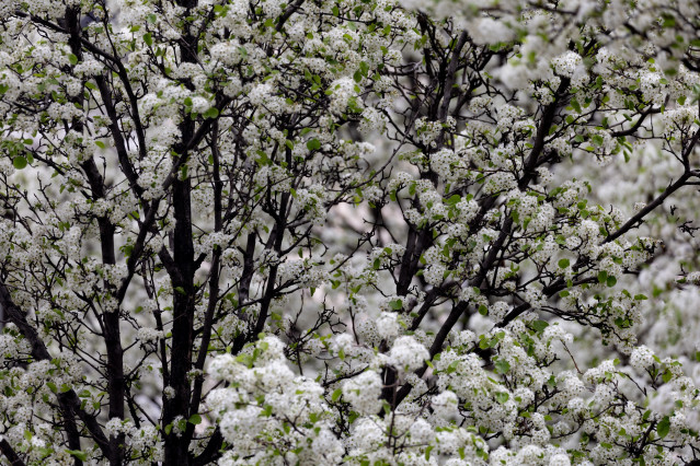 Archivo - Árboles en flor durante el primer día de primaver