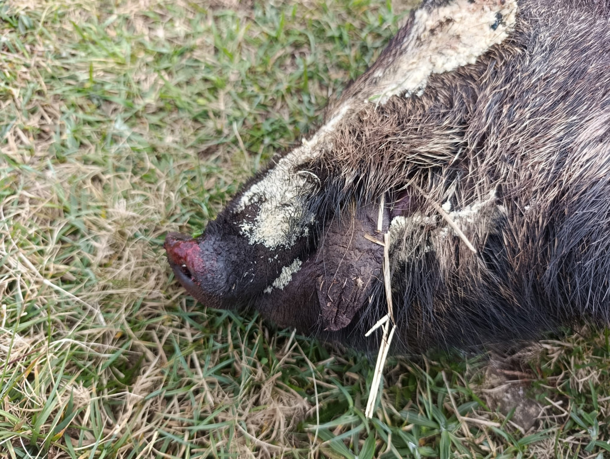 Hocico de jabalu00ed envenenada en la Serra da Capelada