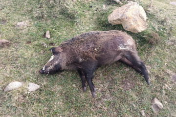 Jabalí envenenada en la Serra da Capelada