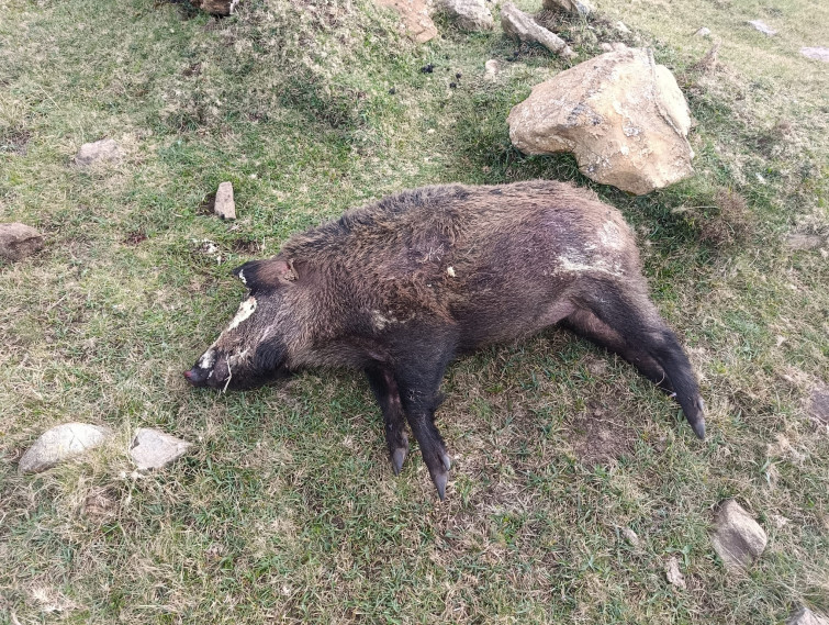 Animales envenenados en pleno conflicto social por los ataques de lobo en A Serra da Capelada