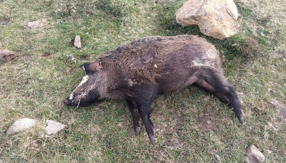 Jabalí envenenada en la Serra da Capelada