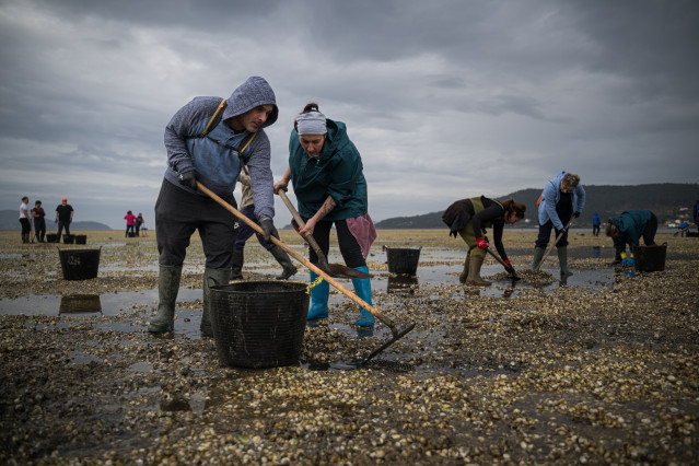 Mariscadores recogen las conchas y el marisco muerto, en la playa de Testal, a 18 de marzo de 2026, en Noia, A Coruña, Galicia (España). Decenas de mariscadores de Noia recorren a pie la playa de Testal retirando las toneladas de bivalvo muerto y conchas