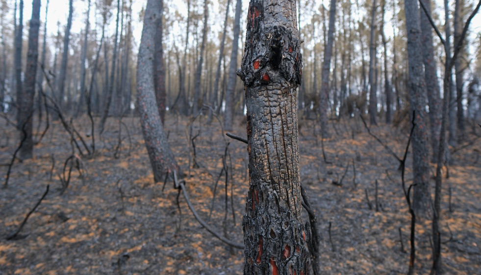 Archivo - Terreno quemado, tras estabilizar el incendio, a 17 de julio de 2025, en Lalín, Pontevedra, Galicia (España). El incendio registrado a las 13.07 horas de la tarde de ayer, 16 de julio, en 
