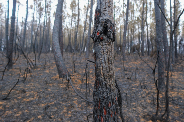Archivo - Terreno quemado, tras estabilizar el incendio, a 17 de julio de 2025, en Lalín, Pontevedra, Galicia (España). El incendio registrado a las 13.07 horas de la tarde de ayer, 16 de julio, en la parroquia de Maceira,, fue estabilizado a las 19.44 ho