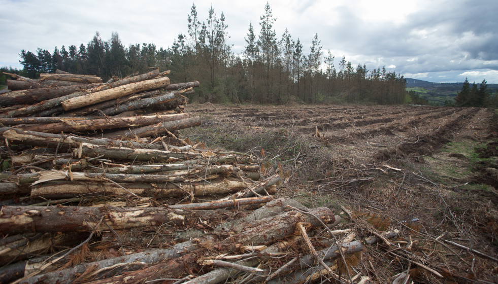 Archivo - Un pino joven recién talado en Candaido, A Fonsagrada a 22 de abril de 2021, en Lugo, Galicia (España). La moratoria para la plantación de eucalipto entrará en vigor en mayo, para aceler
