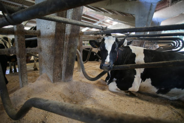 Archivo - Una vaca de una ganadería de lácteo en Sabadelle, a 7 de agosto de 2023, en Chantada, Lugo, Galicia (España). Ganaderos gallegos han denunciado en los últimos días 