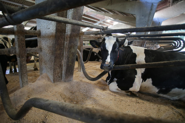 Archivo - Una vaca de una ganadería de lácteo en Sabadelle, a 7 de agosto de 2023, en Chantada, Lugo, Galicia (España). Ganaderos gallegos han denunciado en los últimos días 