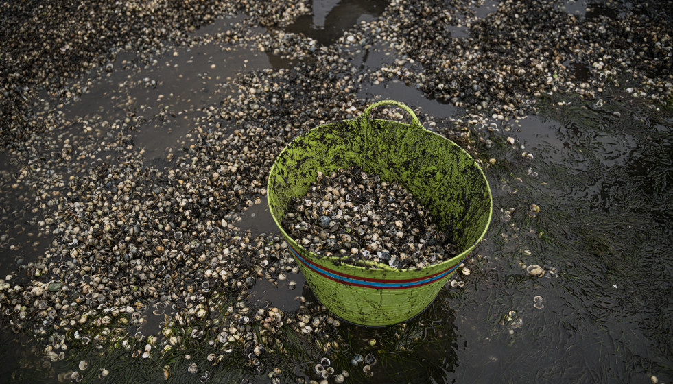 Montones de conchas y marisco muerto, en la playa de Testal, a 18 de marzo de 2026, en Noia, A Coruña, Galicia (España).